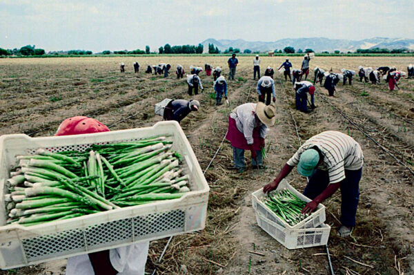1500x844-agro-peru-brechas-actuales