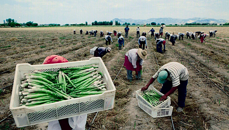 1500x844-agro-peru-brechas-actuales