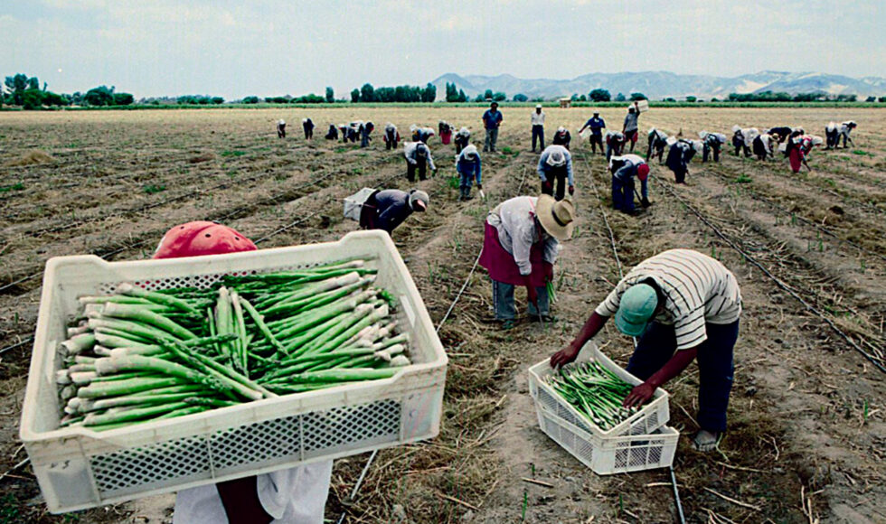 1500x844-agro-peru-brechas-actuales 1500x844-agro-peru-brechas-actuales